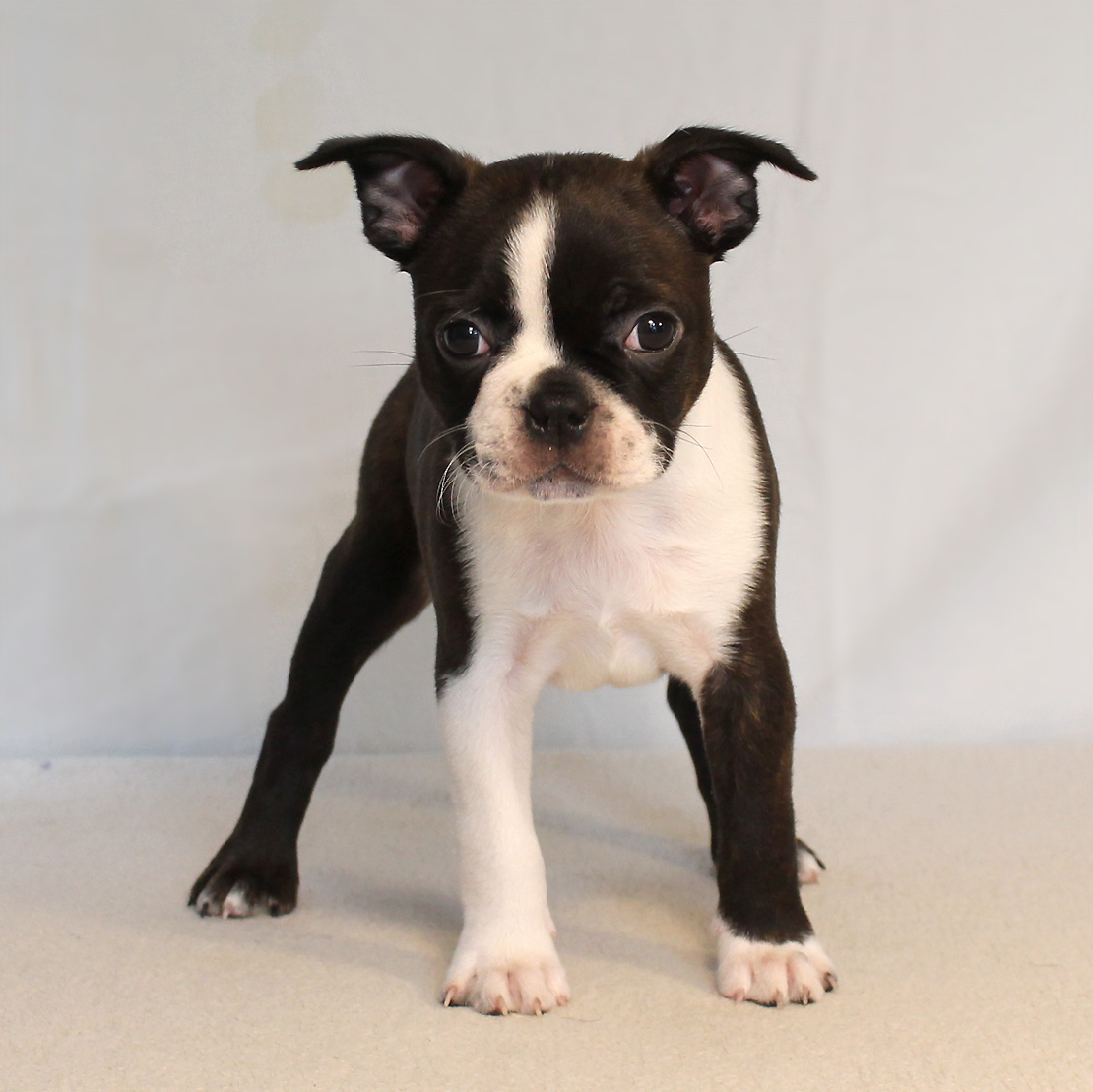 Boston Terrier hvalpe sælges | Tux deLuxe