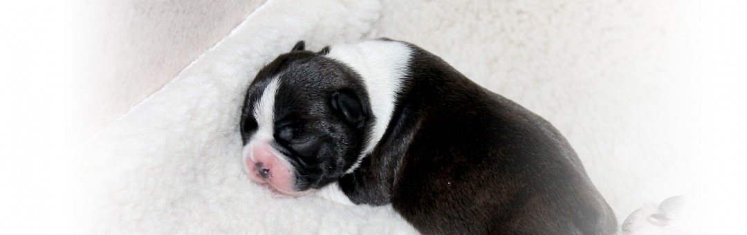 Boston terrier hvalp - 4 dage gammel