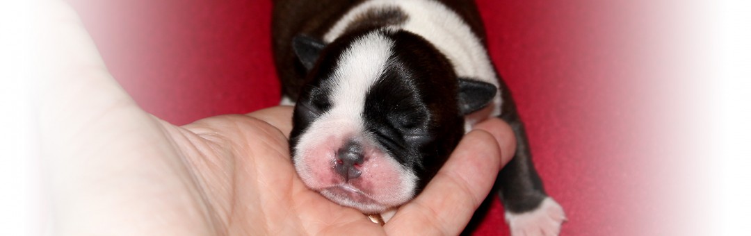 Boston terrier hvalp - 4 dage gammel